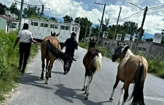 Caballos secuestrados