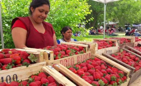 Productores de frutilla
