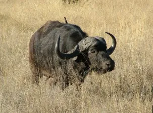 búfalo