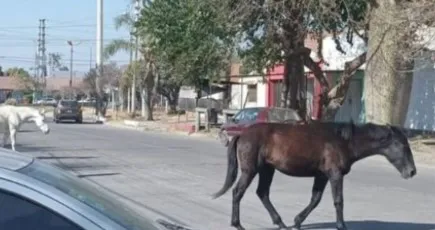 animales sueltos