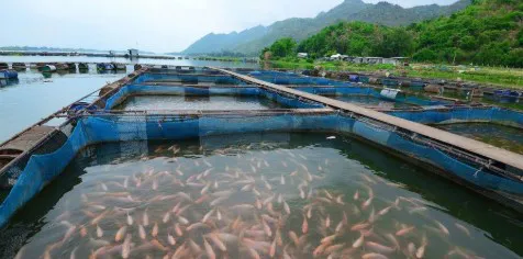 Acuicultura