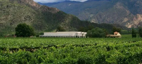 Viñedos en Cafayate