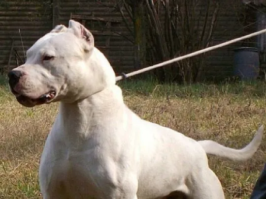 dogo-perrojpg