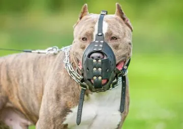 Perros peligrosos