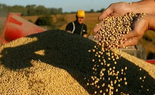 Productores de granos