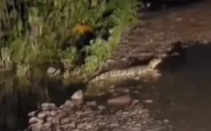 yacare en 3 palmeras