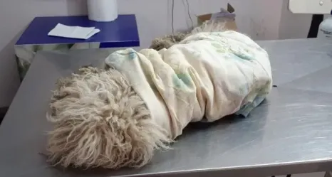 caniche en veterinaria