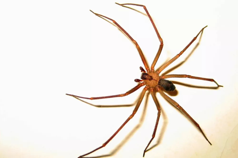 Araña del rincón
