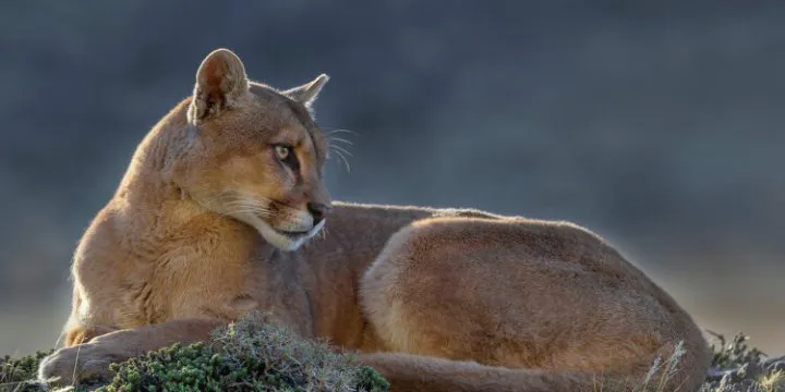 santacruzpuma-1d594