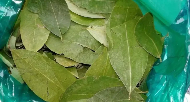 Hojas de coca