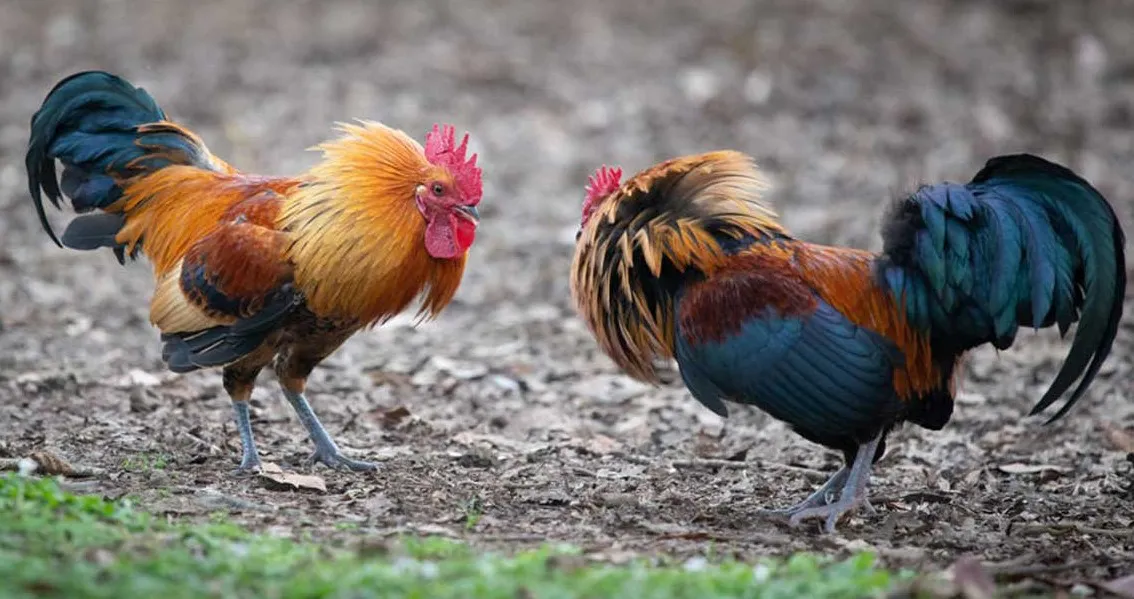 Gallos