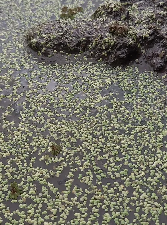 PLantas Laguna de las Ranas PLantas Laguna de las Ranas