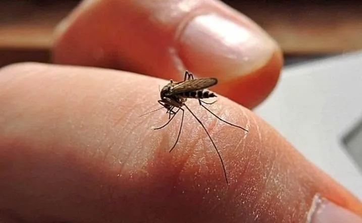 mosquito