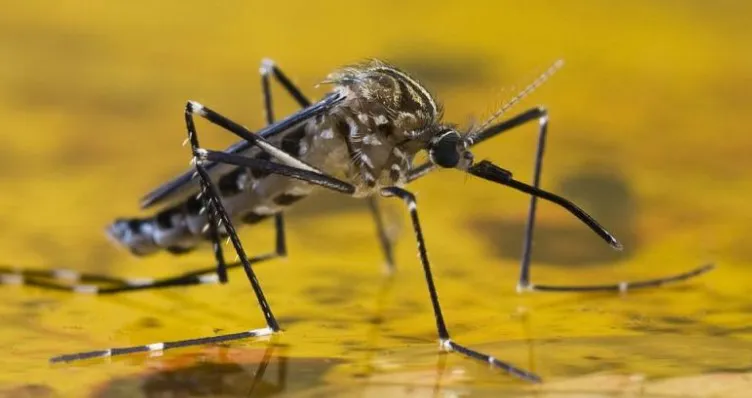 Mosquito fiebe amarilla