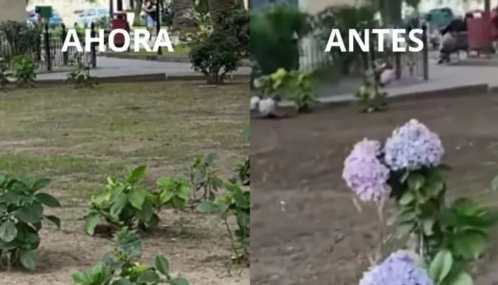 Hortensias Plaza Belgrano