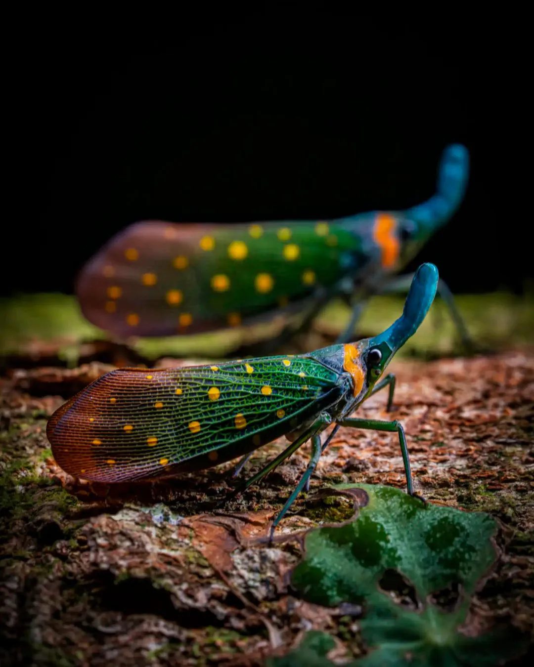El certamen World Nature Photography vuelve en 2025 a cautivarnos con su lista de galardonados, que premia la excelencia de fotógrafos de todas partes del mundo. Te mostramos algunas de las imágenes ganadoras (3)