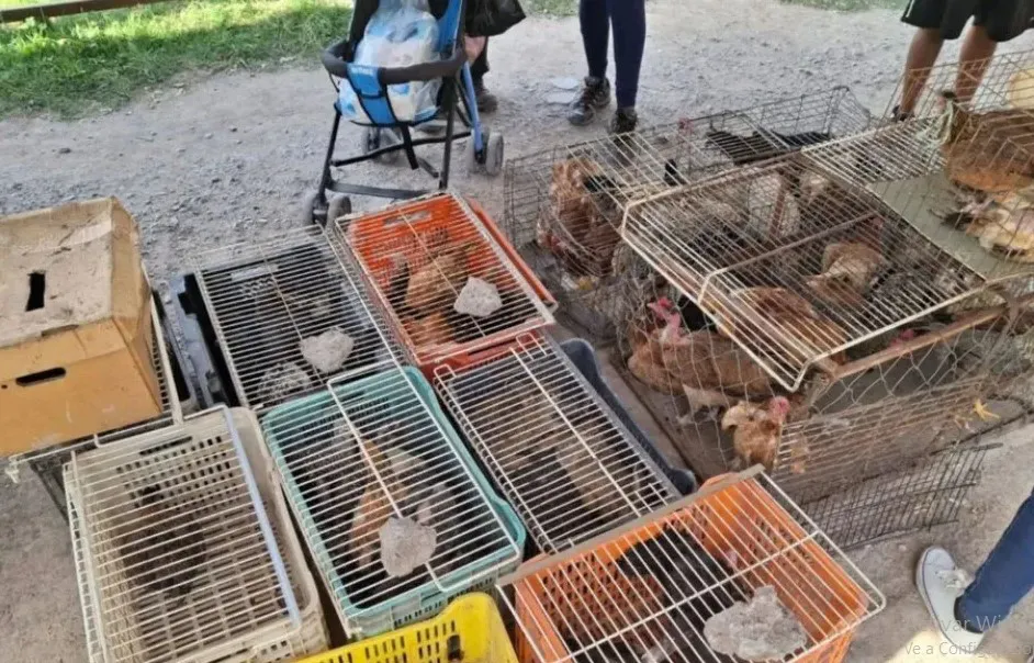 Solidaridad - Venta ilegal de animales
