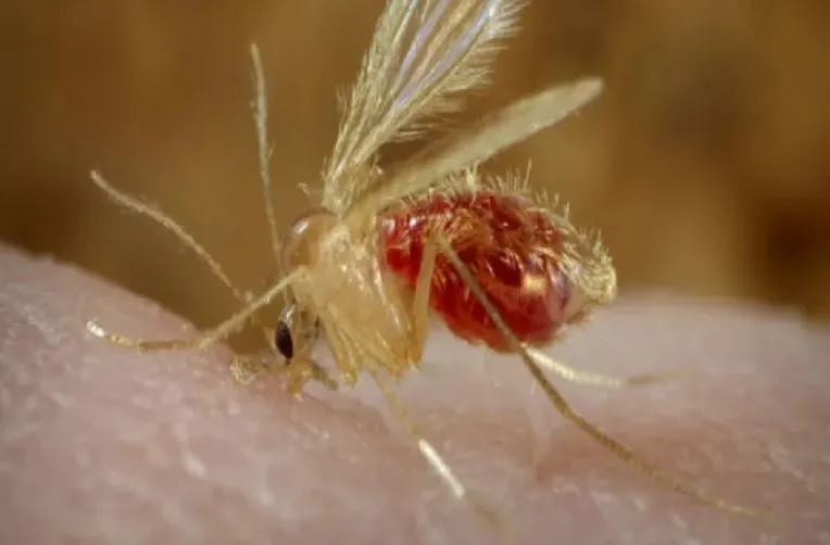 Leishmaniasis