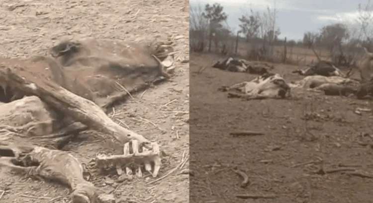 Rosario de Lerma vacas muertzs