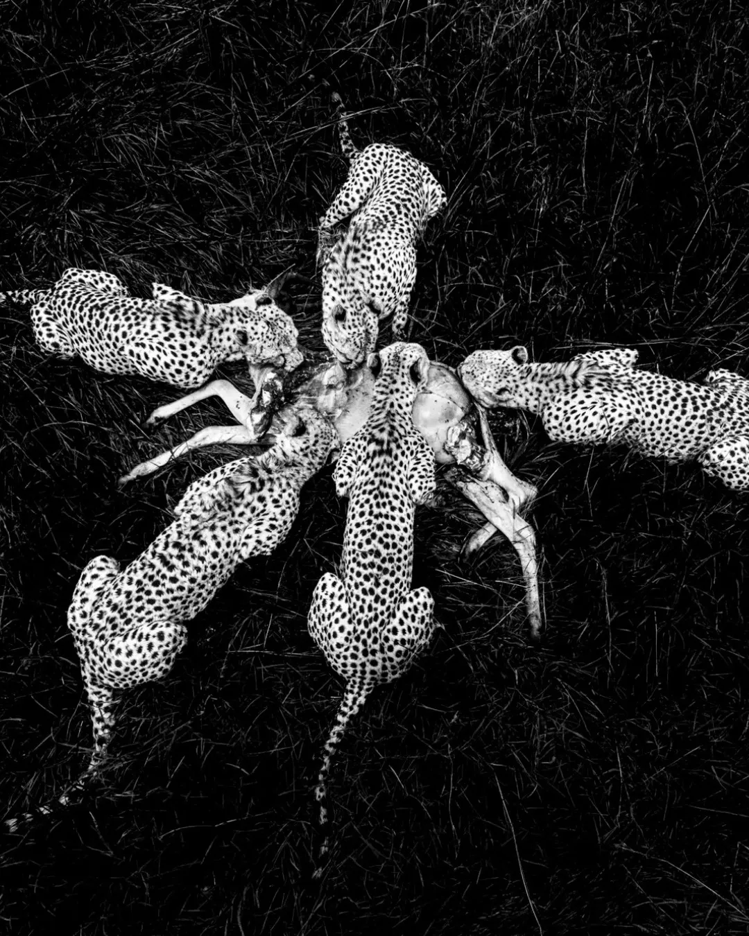 El certamen World Nature Photography vuelve en 2025 a cautivarnos con su lista de galardonados, que premia la excelencia de fotógrafos de todas partes del mundo. Te mostramos algunas de las imágenes ganadoras (2)