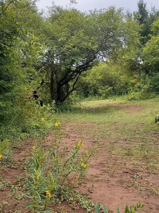 Sinicuichi en la Reserva Sinicuichi en la Reserva