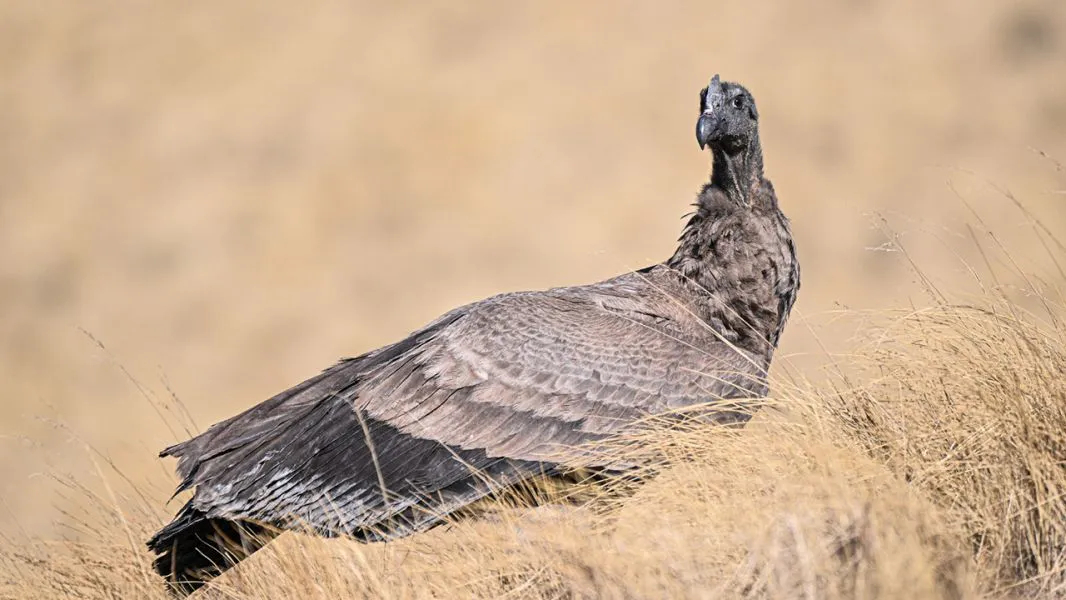 7972-liberaron-un-condor-andino-en-piedra-del-molino-cachi