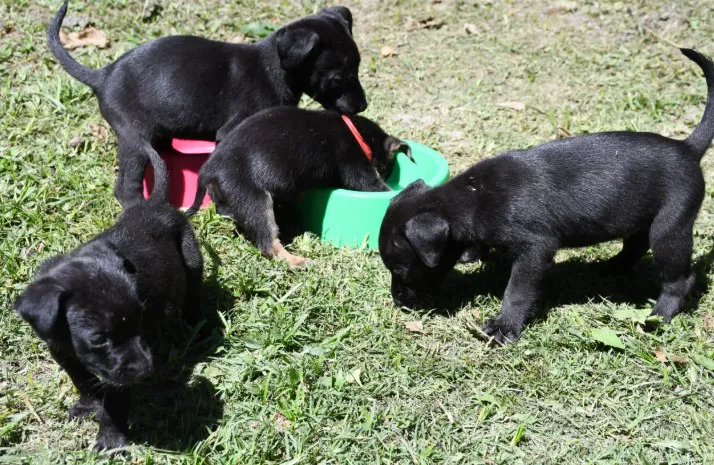 Cachorros