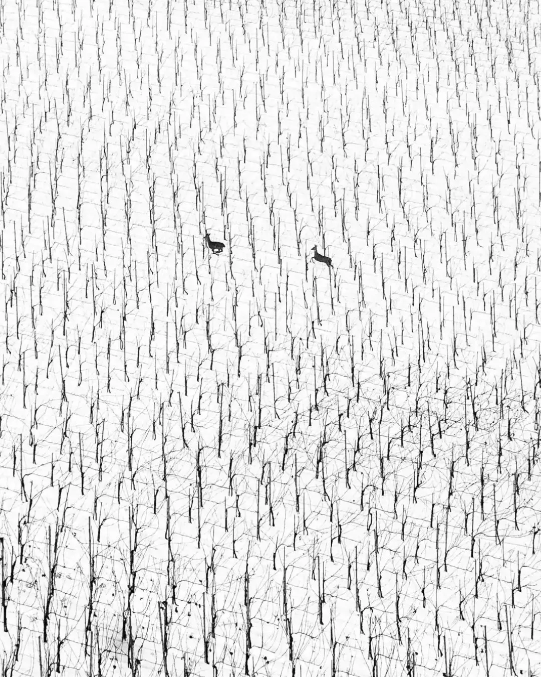 El certamen World Nature Photography vuelve en 2025 a cautivarnos con su lista de galardonados, que premia la excelencia de fotógrafos de todas partes del mundo. Te mostramos algunas de las imágenes ganadoras (1)