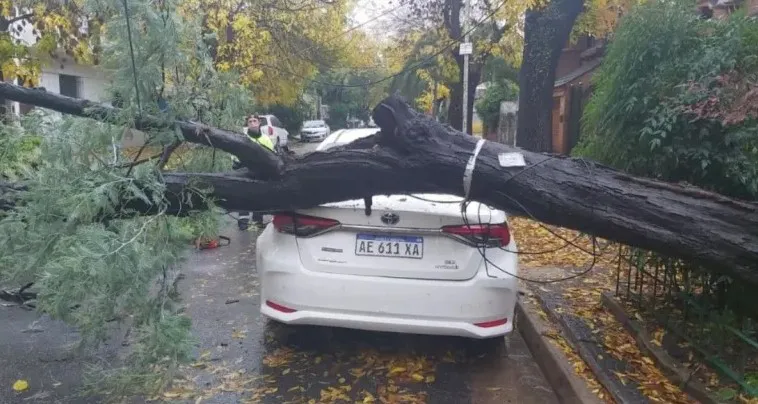 Arbol caído