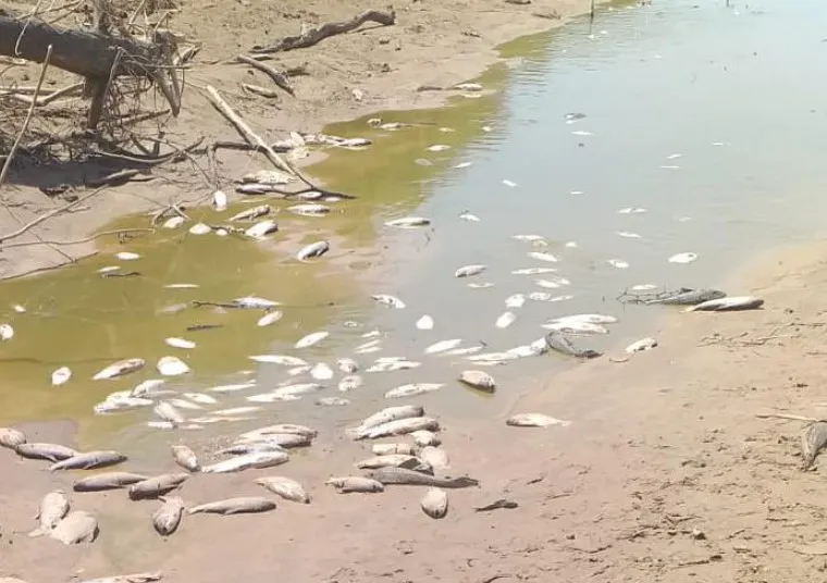peces muertos en Bermejo