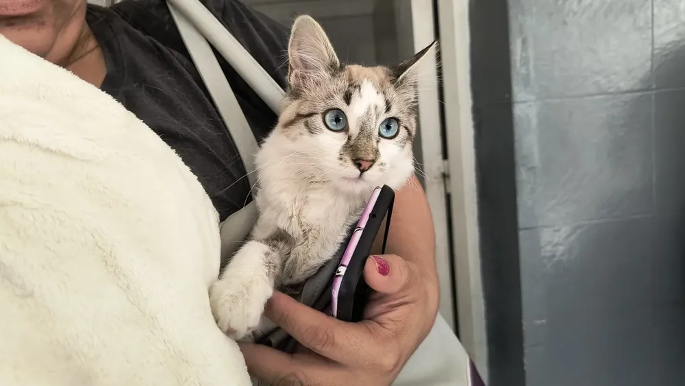 hospital-de-salud-animal-8-1536x864