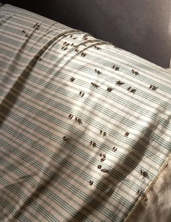 WhatsApp Image 2025-05-08 at 10.24.33